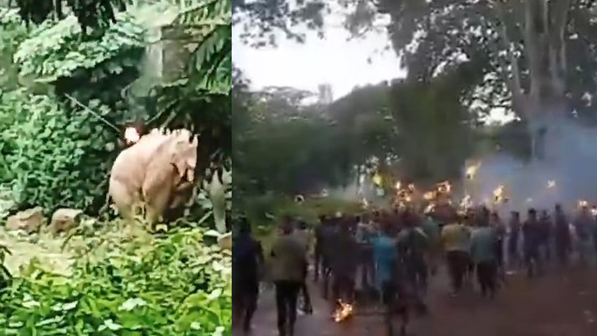 ഇരുമ്പുദണ്ഡില്‍ ചുറ്റി തീപന്തം എറിഞ്ഞു; പുറത്ത് തുളച്ചുകയറി; ആള്‍ക്കൂട്ടത്തിന്റെ ക്രൂരതയില്‍ ആന ചരിഞ്ഞു; വീഡിയോ